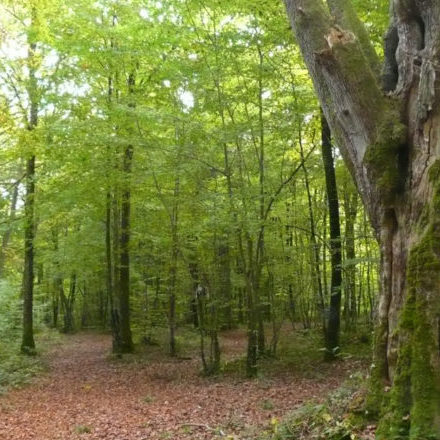 Foret-de-Chaource-et-dAumont-0-848×440