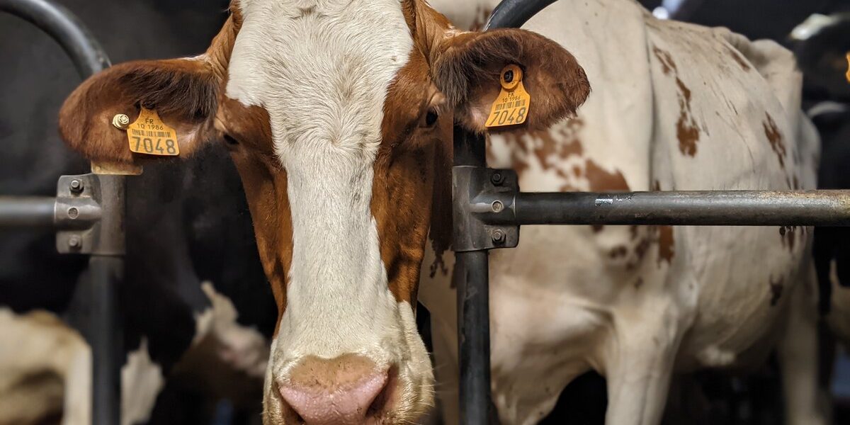 Traite des vaches chez M. Coutord Pascal à Metz robert