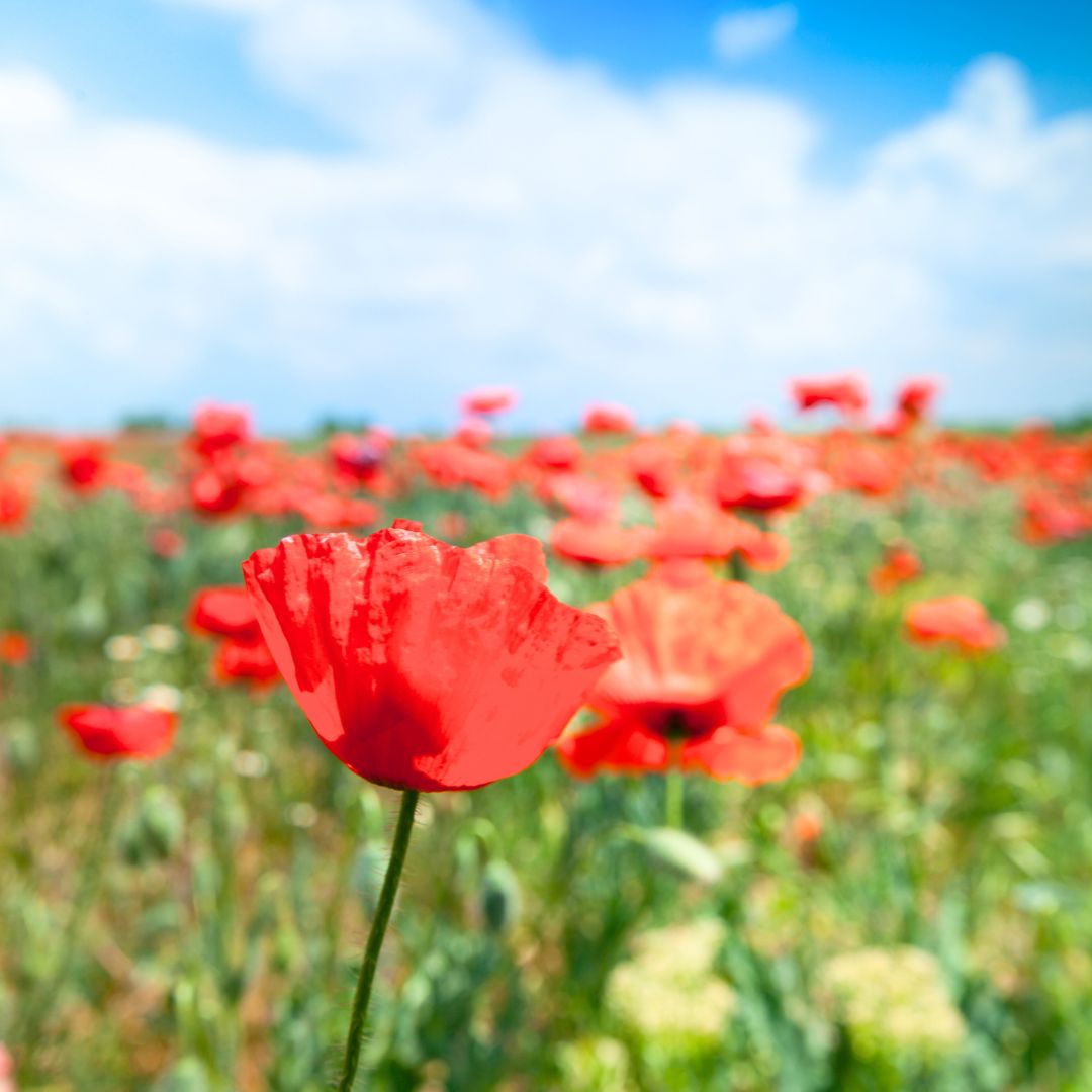 Atelier "Fleurs au Printemps"