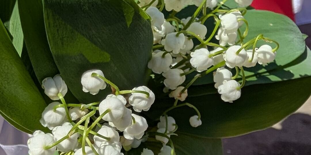 Foire du 1er Mai 2025 Chaource